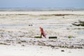 Seaweed farmers in Zanzibar, Indian Ocean