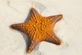 Zanzibar, Tanzania starfish or sea stars are echinoderms belonging to the class Asteroidea.