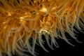 Zanzibar whip coral shrimp