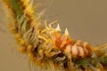 Zanzibar whip coral shrimp