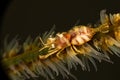 Zanzibar whip coral shrimp