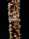 Zanzibar whip coral shrimp and host in Raja Ampat, Wonderful Indonesia