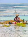 Zanzibar, 2013:Woman sitting in shallow water harvesting seaweed