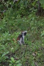 Zanzibarian Red Colobus, endemic monkey