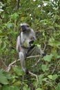 Zanzibarian Red Colobus, endemic monkey