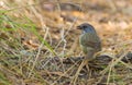 Zapata Sparrow feeding on the ground