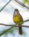 Zapata Sparrow perched on a branch