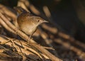 The Zapata Wren