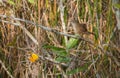 The Zapata Wren