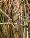 The Zapata Wren