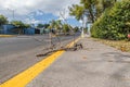 Zapopan, Jalisco Mexico. January 1, 2023. Trunk lying on a sidewalk along an empty urban street