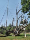 Zaporozhye dying oak