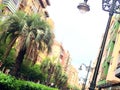 Zaragoza street with jelly palm tree