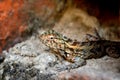 Beautiful Lizard, Chipkali, Rajasthan, India Royalty Free Stock Photo