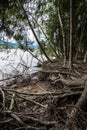 Mystery forest at lake