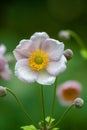 Zawilec japoÃâski (Anemone scabiosa H.LÃÂ©v. & Vaniot)