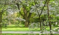 Pacific Dogwood Trees (Cornus nuttallii) In Bloom at the Niagara Parks Botanical Garden Royalty Free Stock Photo