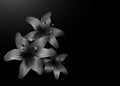 Silver Lily flowers isolated on black backdrop. Vintage luxury floral background with luxury lilies flowers. Romantic pattern Royalty Free Stock Photo