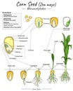 Zea mays corn seed monocotyledon structure, function and development Royalty Free Stock Photo