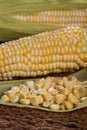 Zea mays - Fresh corn cob and kernels Royalty Free Stock Photo