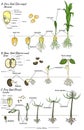 zea mays, glycine max and pinus Monocot, dicot and conifer seeds structure and development