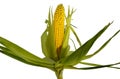 Zea mays. Ripe and fresh corn on the cob isolated on a white background Royalty Free Stock Photo