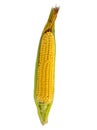 Zea mays. Ripe and fresh corn on the cob isolated on a white background Royalty Free Stock Photo