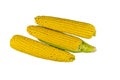 Zea mays. Ripe and fresh corn on the cob isolated on a white background. many varieties that differ in terms of maturation, color Royalty Free Stock Photo