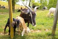 Zealand Arapawa Goat with baby goats at the farm Royalty Free Stock Photo
