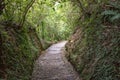 New Zealand Fern Forest Hiking Track. Royalty Free Stock Photo