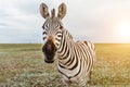 Zeba portrait. Adorable animal face looking to the camera.