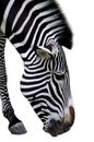 Zebra Royalty Free Stock Photo