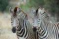 Zebra Royalty Free Stock Photo