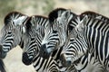 Zebra Royalty Free Stock Photo