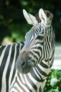 Zebra Royalty Free Stock Photo