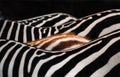 Zebra Royalty Free Stock Photo