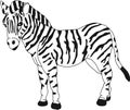 Zebra