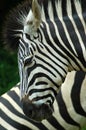 Zebra Royalty Free Stock Photo