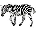 Zebra Royalty Free Stock Photo