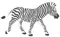 Zebra Royalty Free Stock Photo