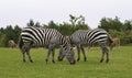 Zebra Royalty Free Stock Photo
