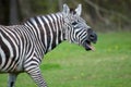 Zebra Royalty Free Stock Photo