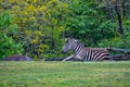 Zebra in afternoon shade Royalty Free Stock Photo