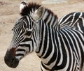 Zebra