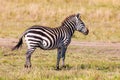 Zebra standing in the savannah Royalty Free Stock Photo