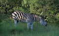 Zebra Royalty Free Stock Photo