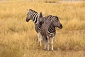 Zebra by 3