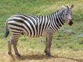 Young solitary Plains Zebra in Ambesoli national park Kenya Africa