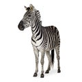 Zebra Royalty Free Stock Photo