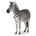 Zebra Royalty Free Stock Photo
